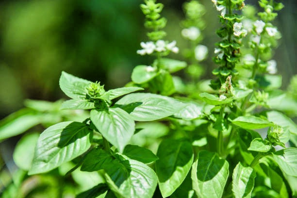 250 LEMON BASIL SEEDS | SALE FREE SHIPPING NON GMO