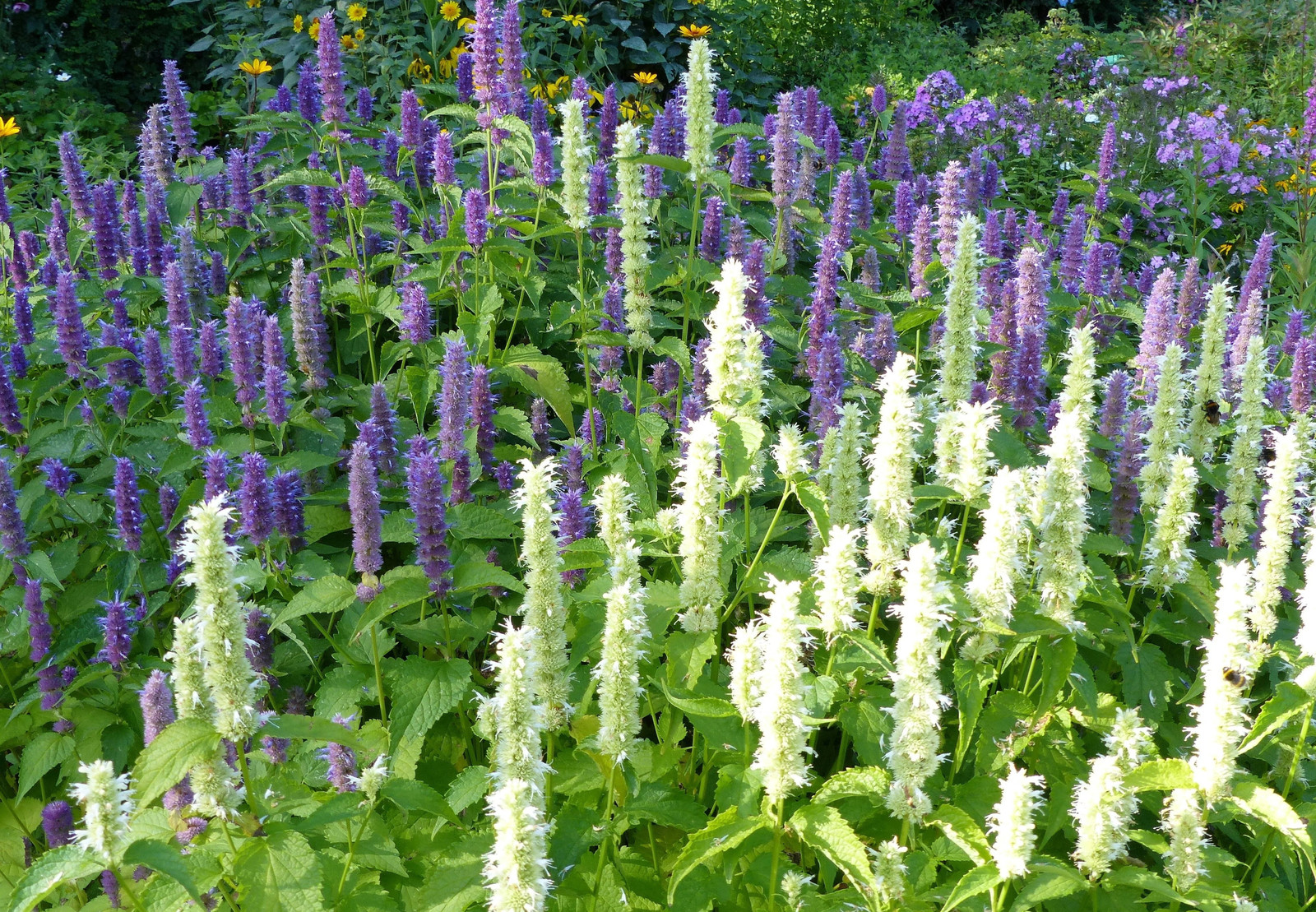 30 MIXED COLORS AGASTACHE Aurantiaca Cana Hummingbird Mint Hyssop Flower Seeds