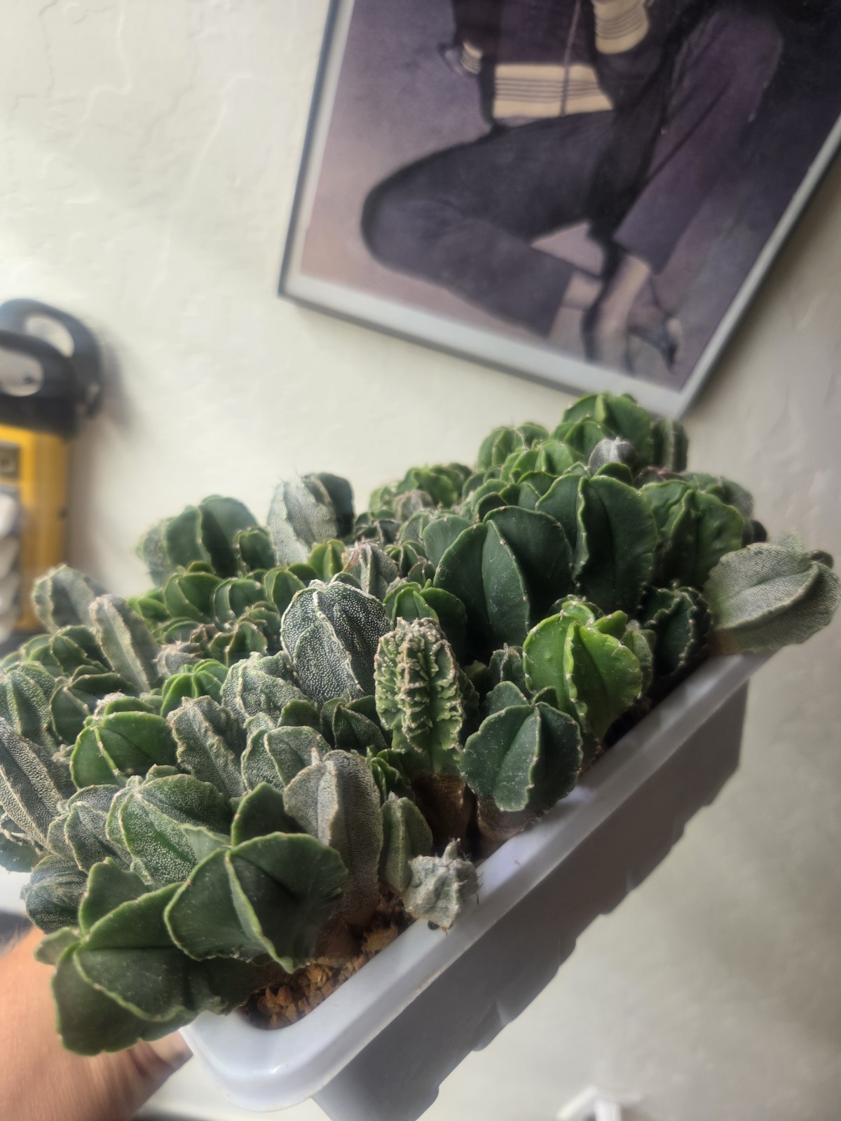 Astrophytum myriostigma hybrid mix – (Whole Tray)
