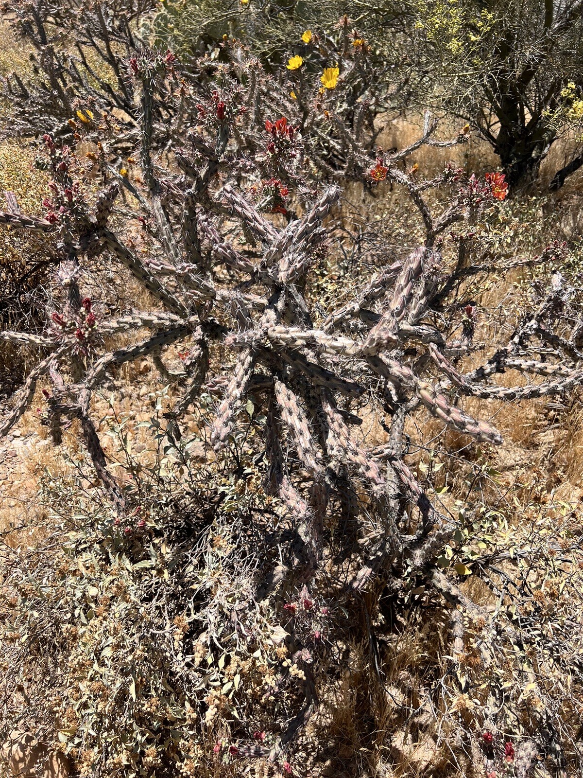 3 cholla cactus cuttings, various sized, unique cactii from sonoran desert