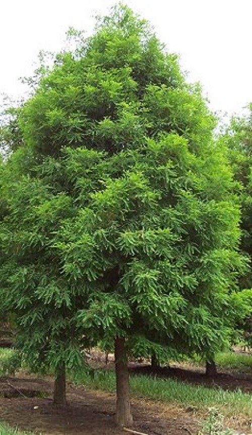 Bald Cypress Tree ( Taxodium ) – Live Plant – ( 1 QT )