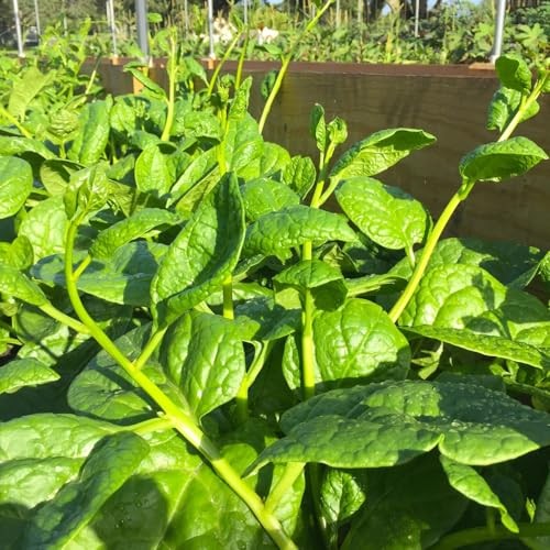 – Giant Malabar Spinach Seeds – – for 2026 Planting USA Garden Green 50+ Count