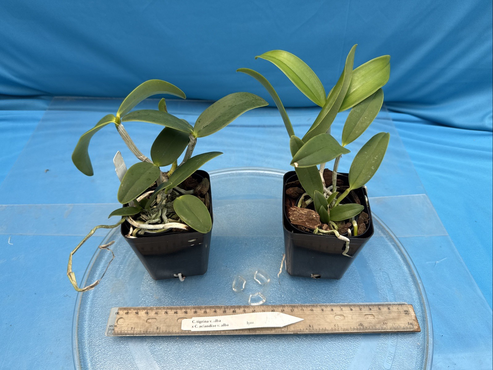 Cattleya Lacey Michelle Matherne (tigrina Alba X aclandiae Alba) Orchid 4” Pot