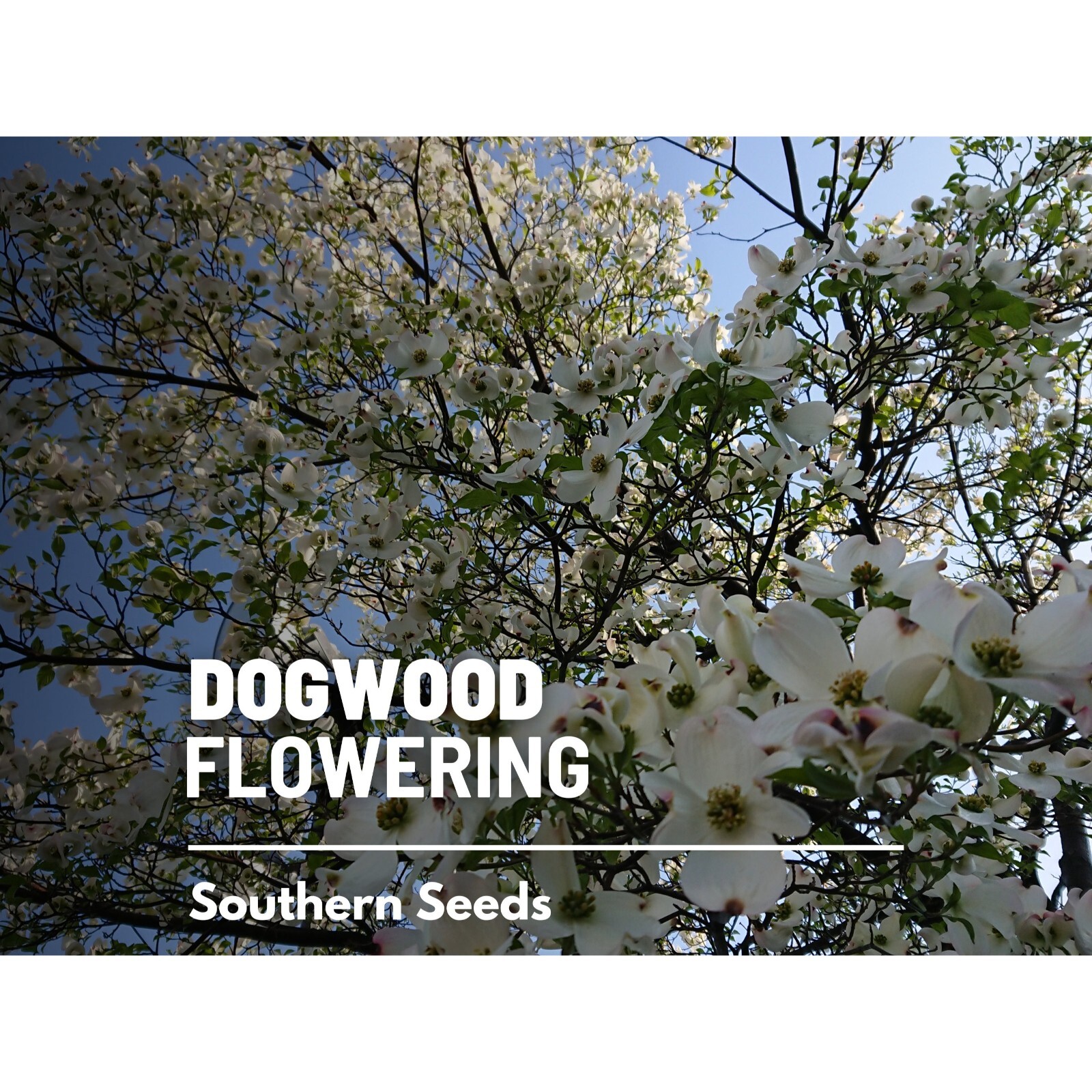 Dogwood, Flowering (White) – 20 Seeds – Heirloom Tree, Stunning White Blooms, Lo