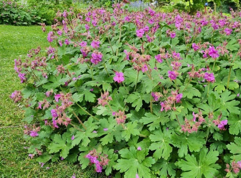 3 Bigroot Geranium Live Starter Plants – Hardy Perennial Plant – Zones 3-8