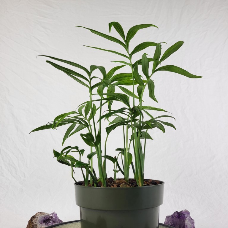 Monstera Subpinnata 6″ pot, Fedex 2day
