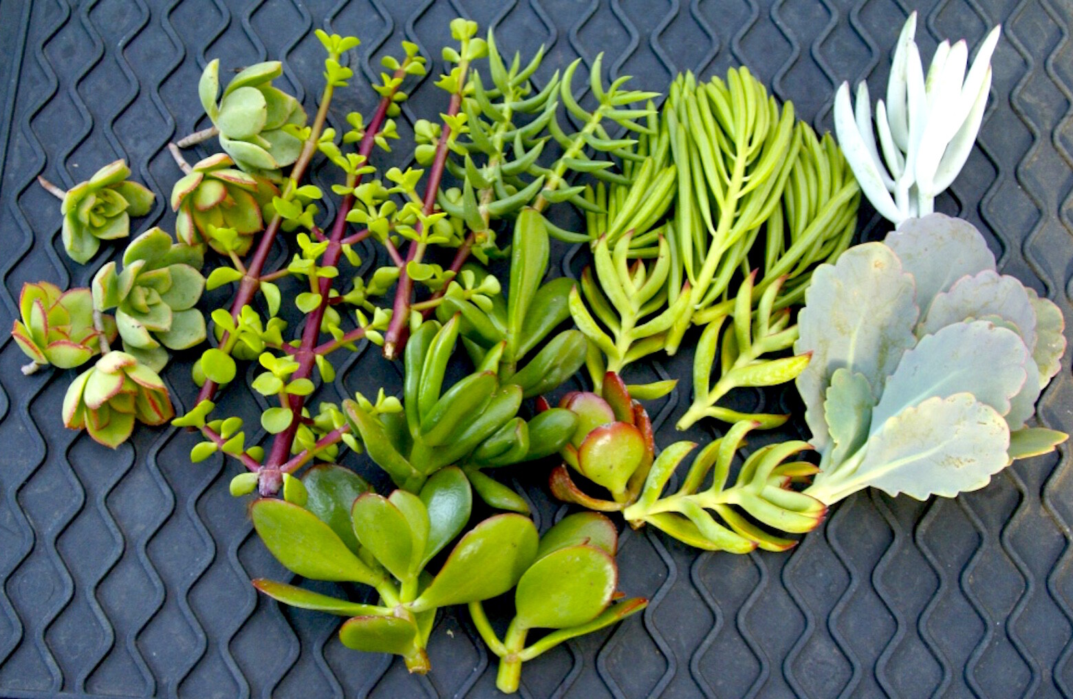 20+ Easy Succulent Cuttings – Mixed Varieties with Instructions & Free Shipping