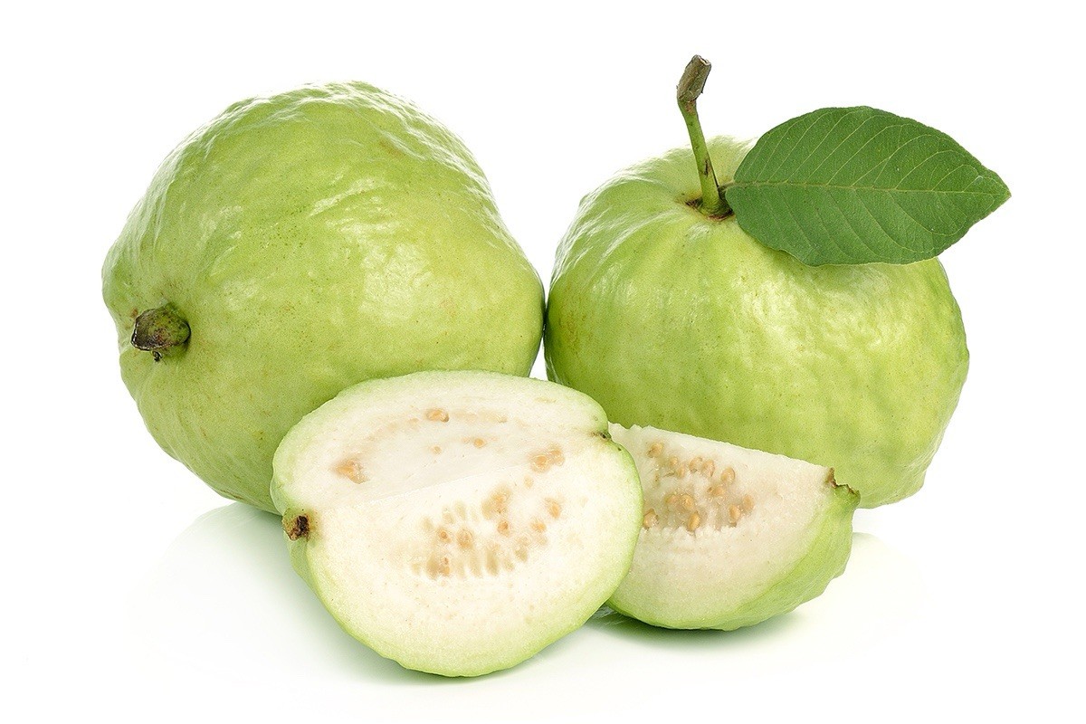 Guava Tree With Pot 10” White Tropical Live Plant Seedling Ready To Plant