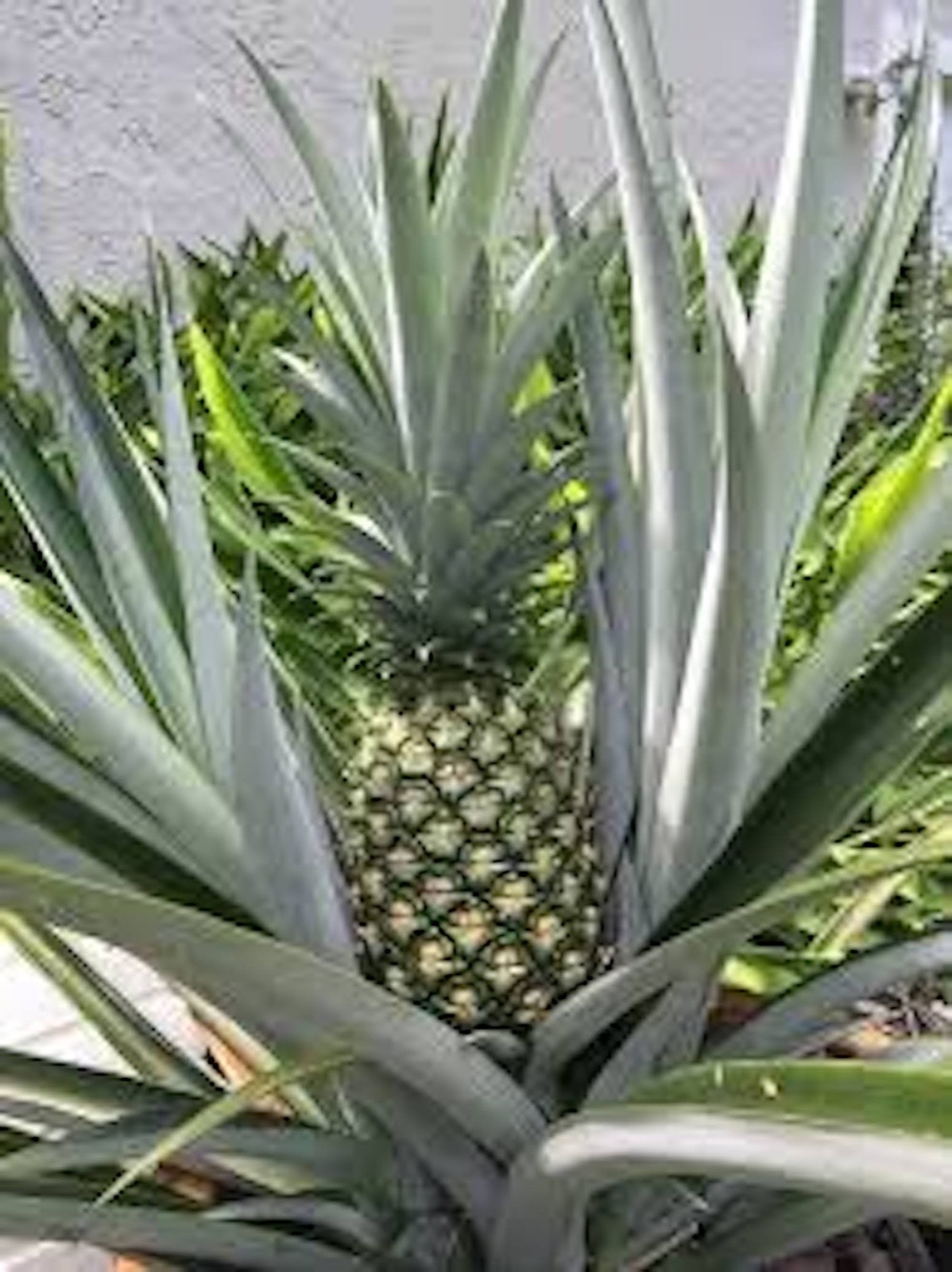 1 Florida Special Pineapple Plant Ananas Comosus Live Starter Fruit Plant