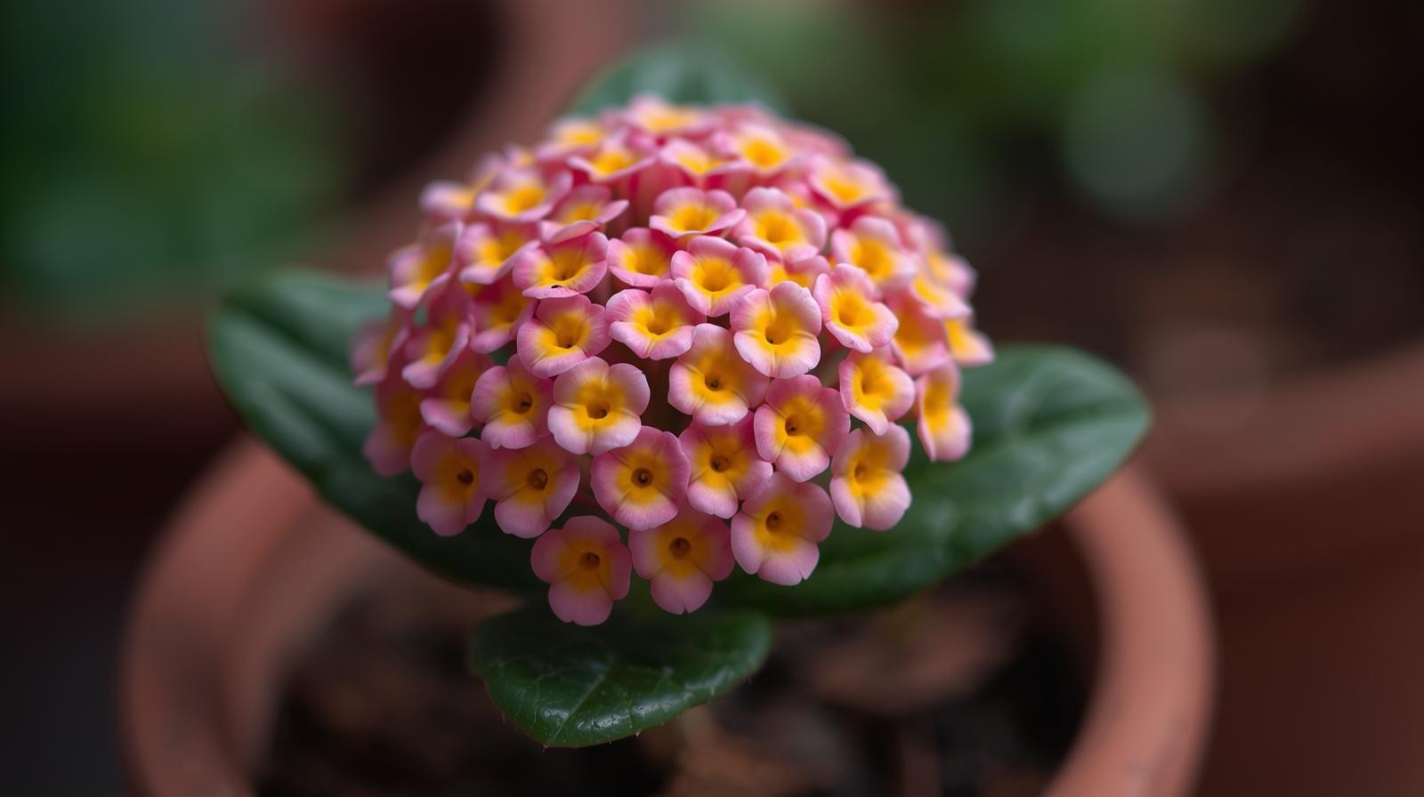 Lantana Wagon Wheel Pink BUY 2 GET 1 FREE
