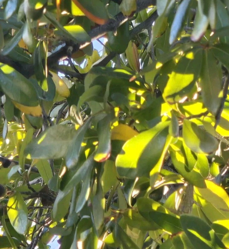 30 – QUERCUS VIRGINIANA, SOUTHERN LIVE OAK, DECEMBER 2024 ACORNS