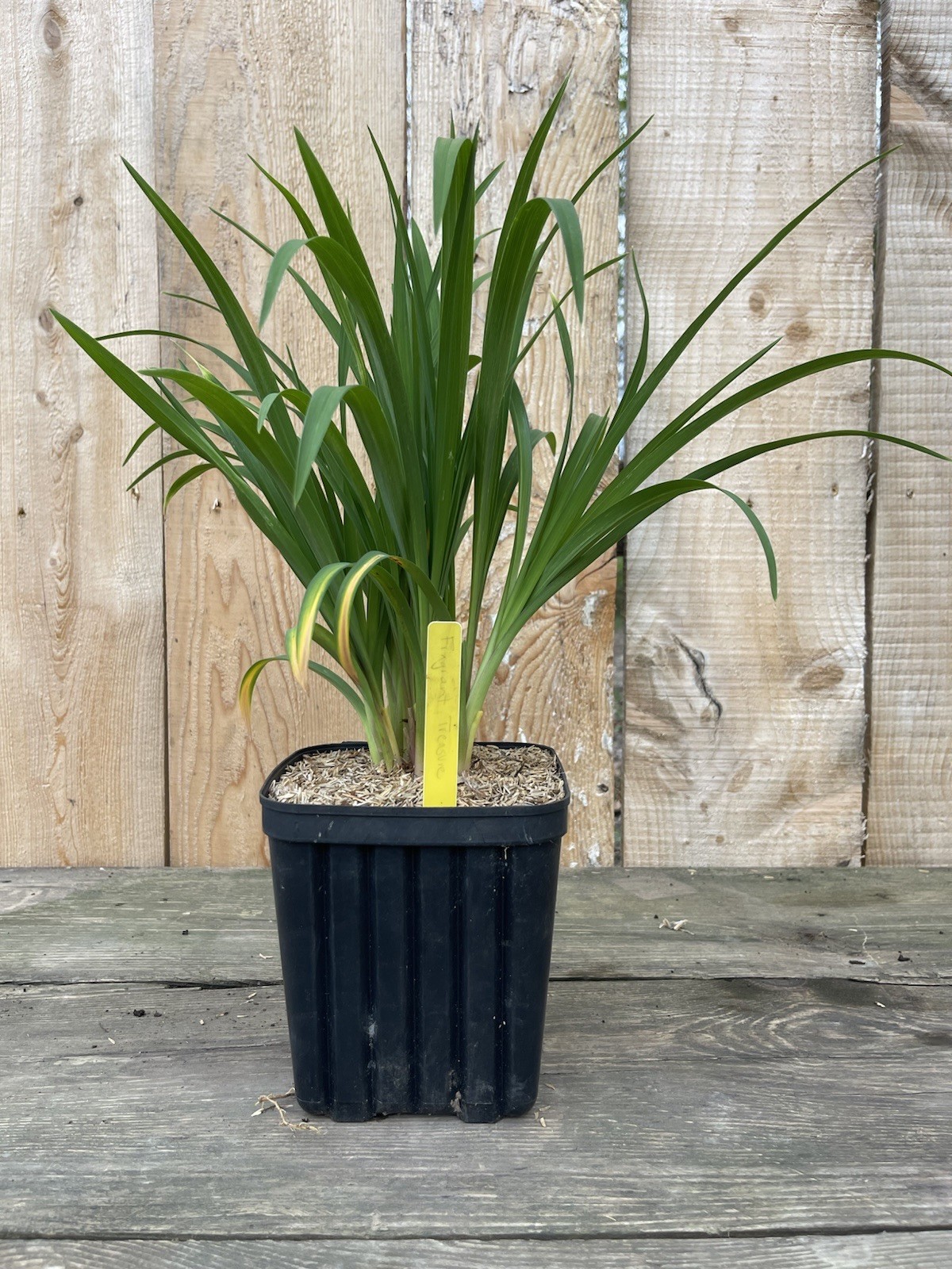 POTTED Re-blooming FRAGRANT TREASURE Daylily Borders Mini lily 1gal. Size Pots