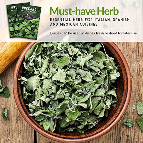 Oregano Seeds for Planting – Origanum Vulgare Culinary Herb for Italian 1