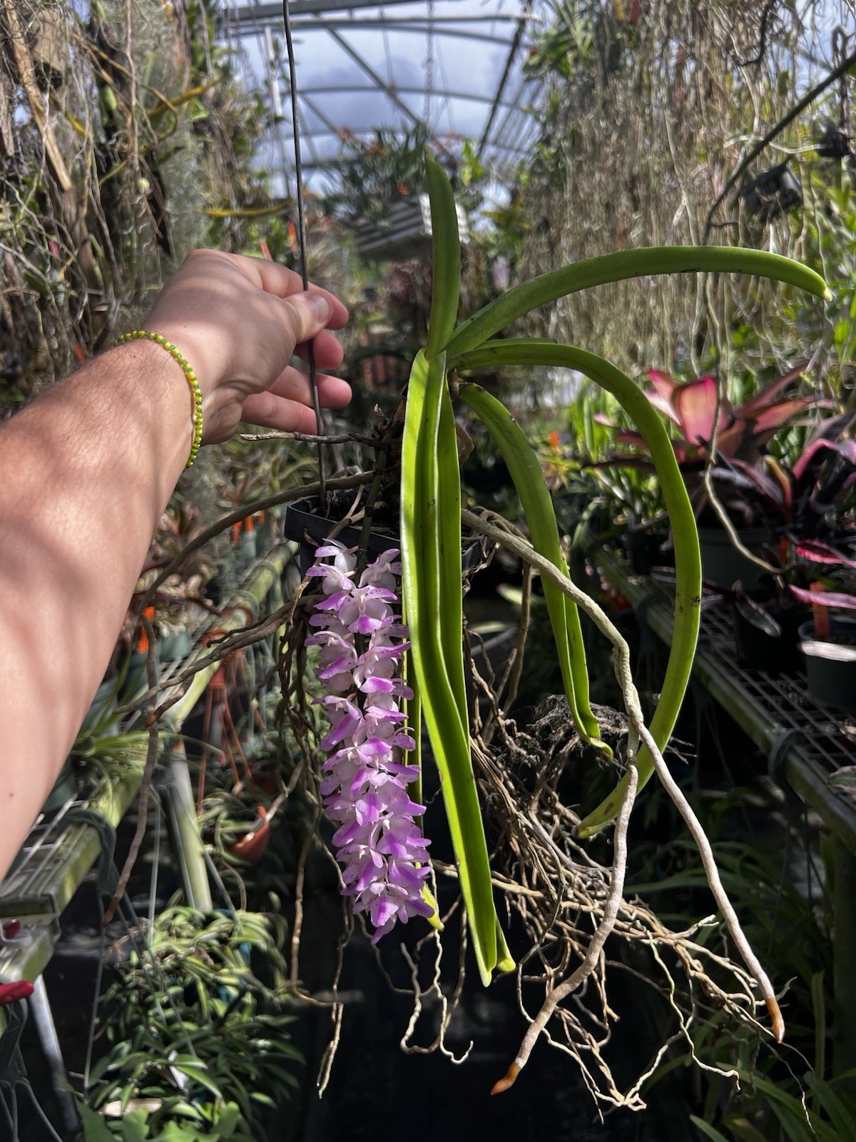 Vanda Retusa