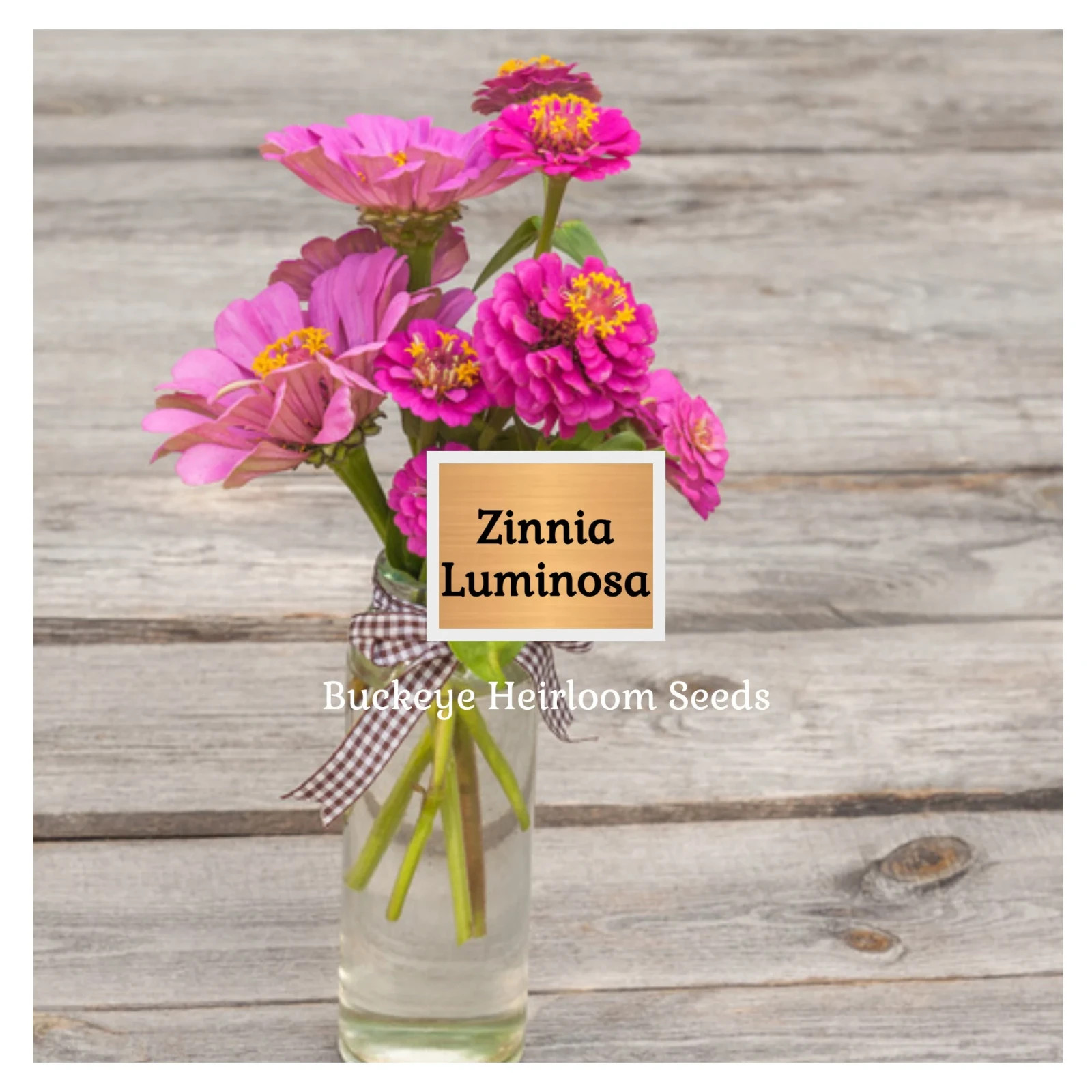 Zinnia | Luminosa | 100 Seeds | (Zinnia elegans) | Easy to Grow | Heirloom