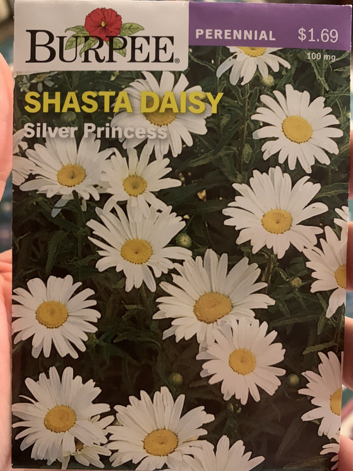 Burpee Shasta Daisy Silver Princess Seeds Perennial Seed Packet White Daisies