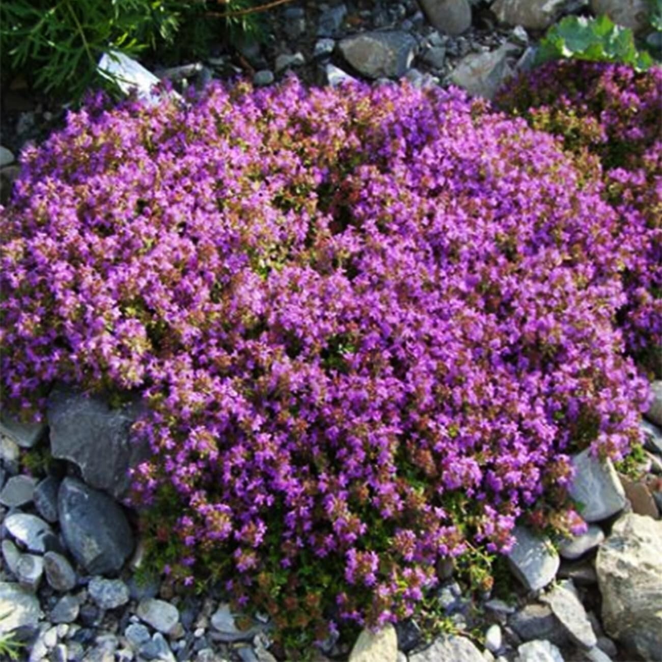 20000+ Magic Purple Creeping Thyme Seeds for Planting Ground Cover Plants Heir..
