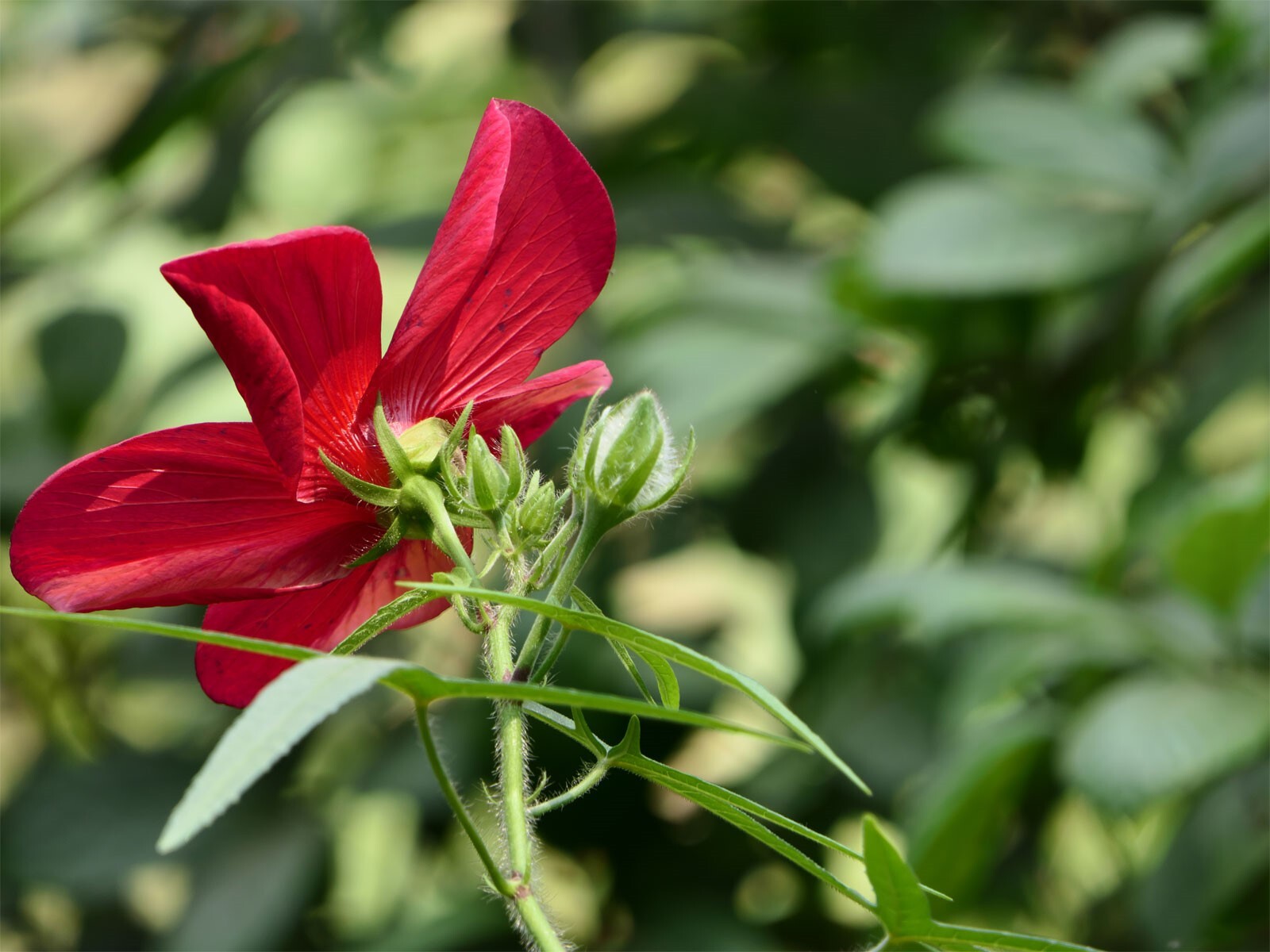 Abelmoschus moschatus subsp. tuberosus | Creeping Pink Swamp Hibiscus | 20_Seeds