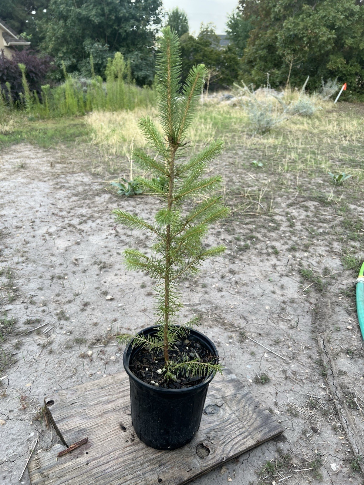 (6) Six Norway Spruce Tree Seedlings Ready To Plant