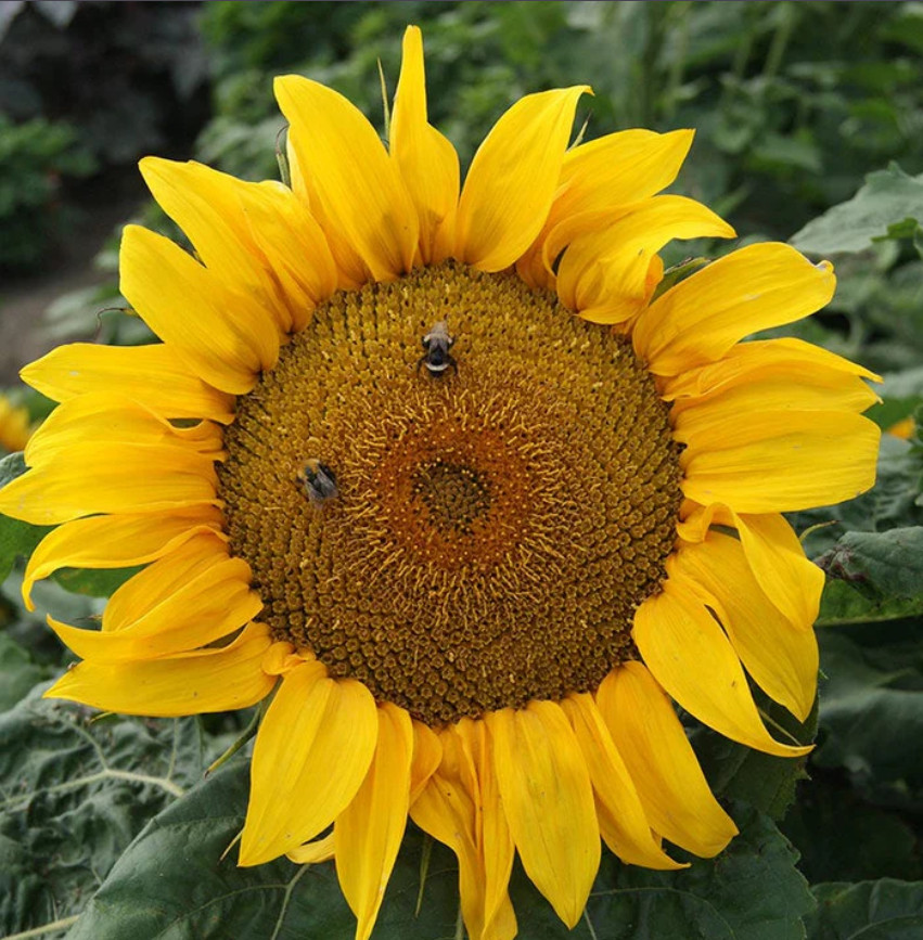 Sunflower YELLOW PYGMY DWARF 18–22” Compact Heirloom Annual Non-GMO 100 Seeds!