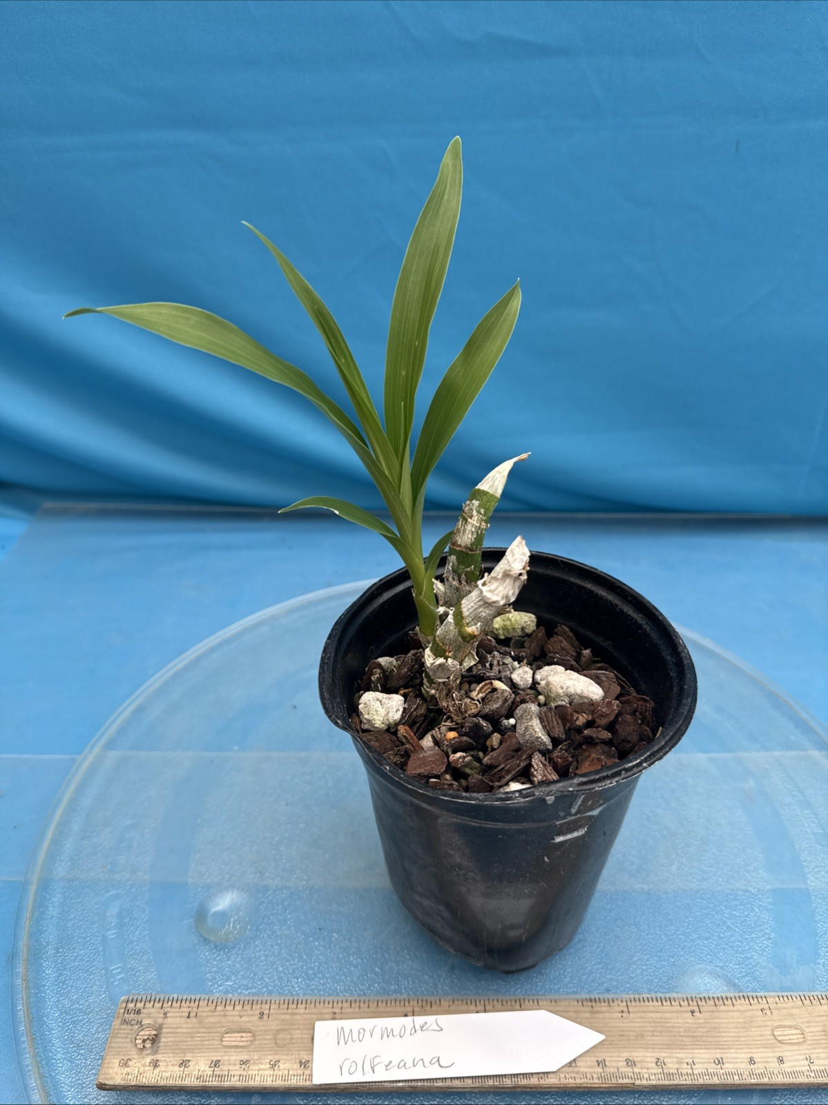 Mormodes rolfeana Funky Fragrant Red Bloom Size Orchid Species 4.5” Pot