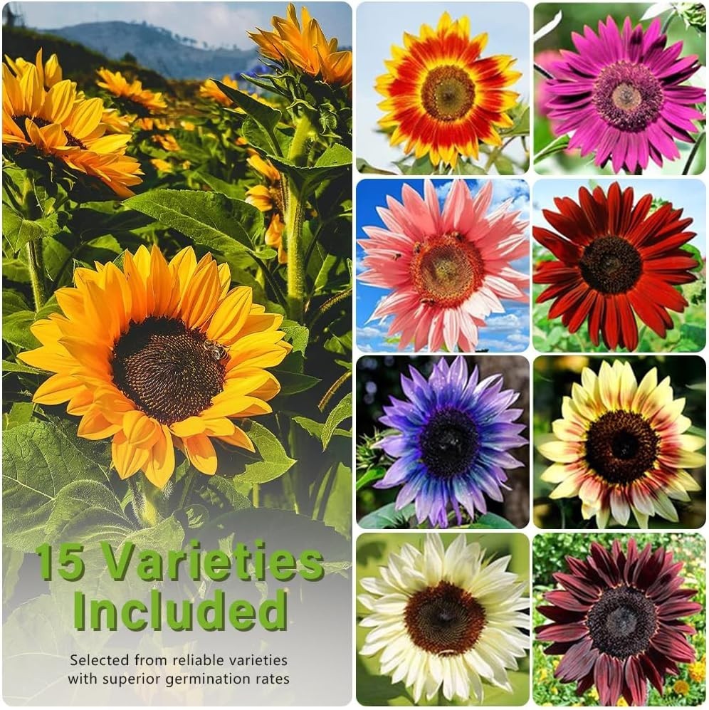 Vibrant 1000+ Heirloom Sunflower Seeds – Attract Pollinators with 15 Mix Packs