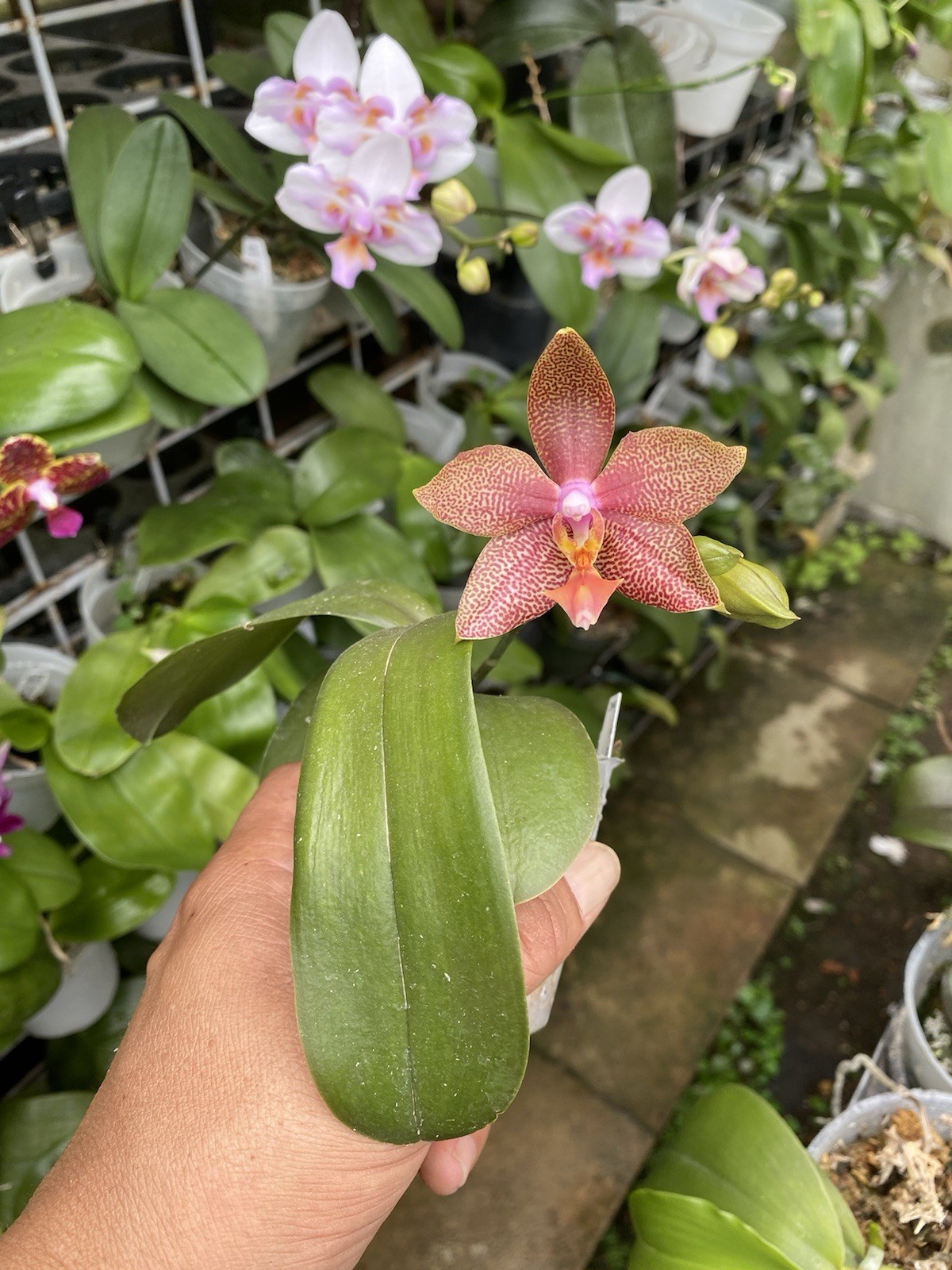 Original Phal Phalaenopsis Bamboo Nancy-FRAGRANT