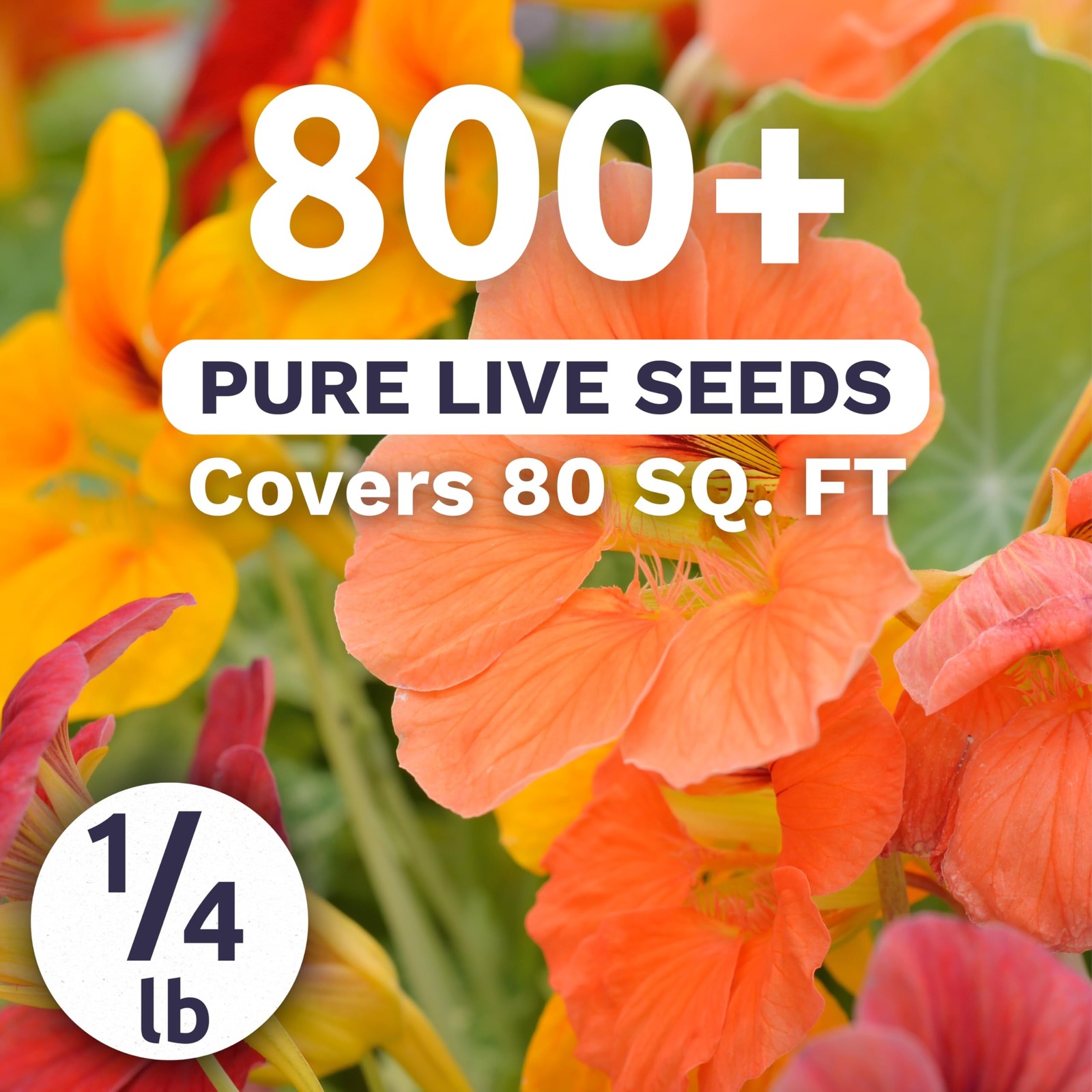 Nasturtium Seed Mix – 800 Flower Seeds for Planting – 4 Ounce Packet