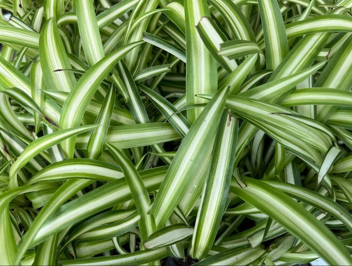 Variegated Spider Live Plant – 4-7″ Tall – Chlorophytum Decoration Houseplant