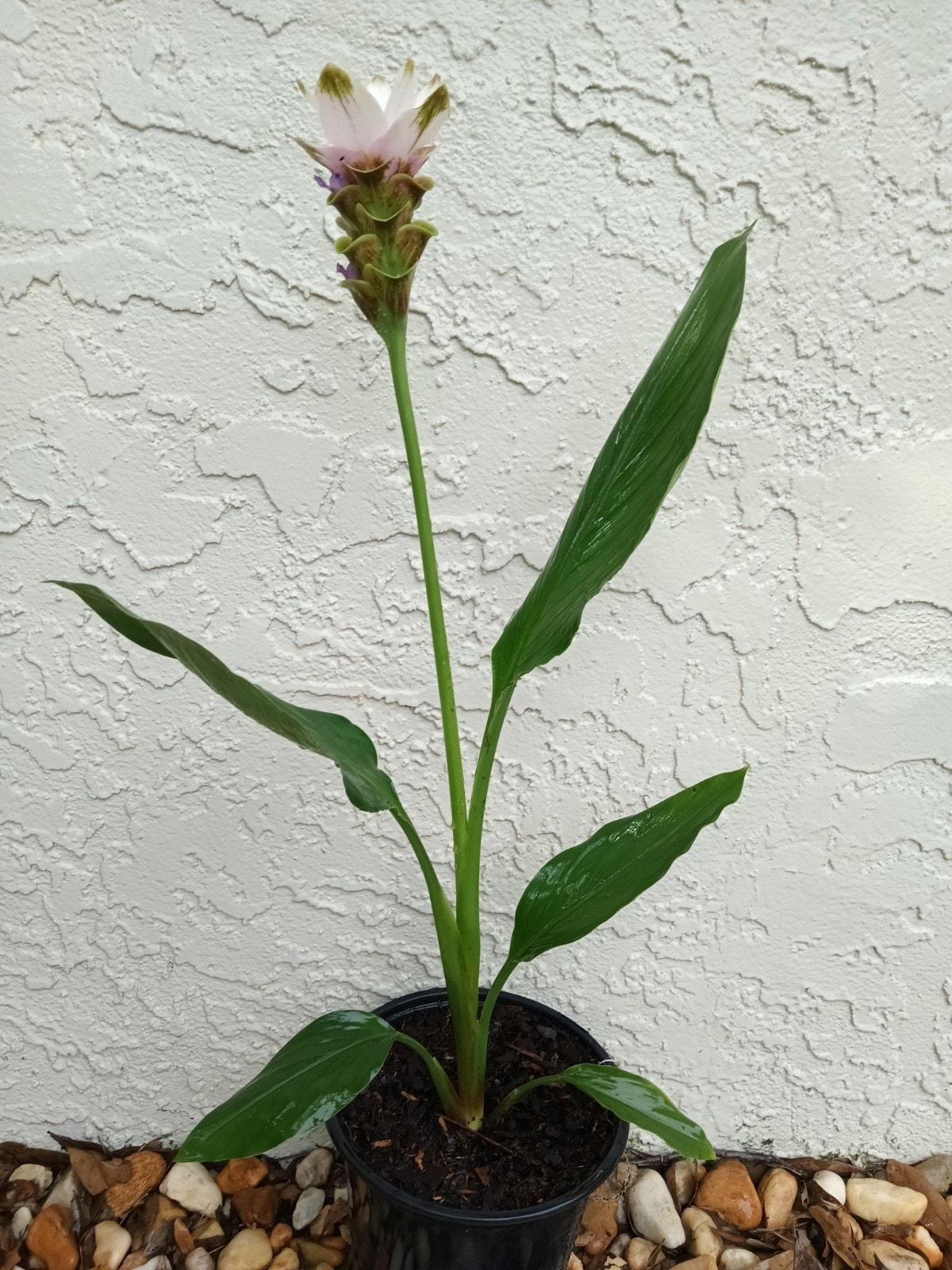 Curcuma Alismatifolia -BAREROOT Large WHITE Siam Tulip – Siam Sparkling Ginger