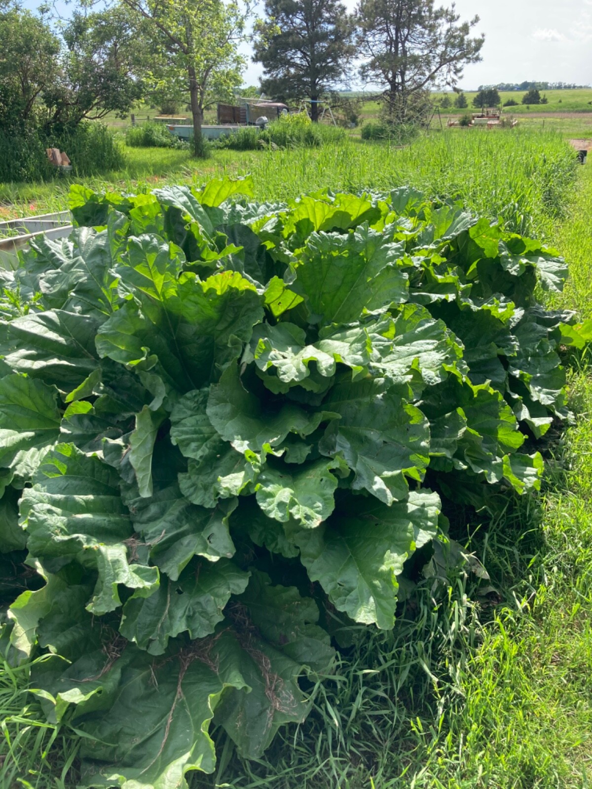 Rhubarb Seeds Qty: 20 For 2024 Year~South Dakota Homegrown And Harvested~