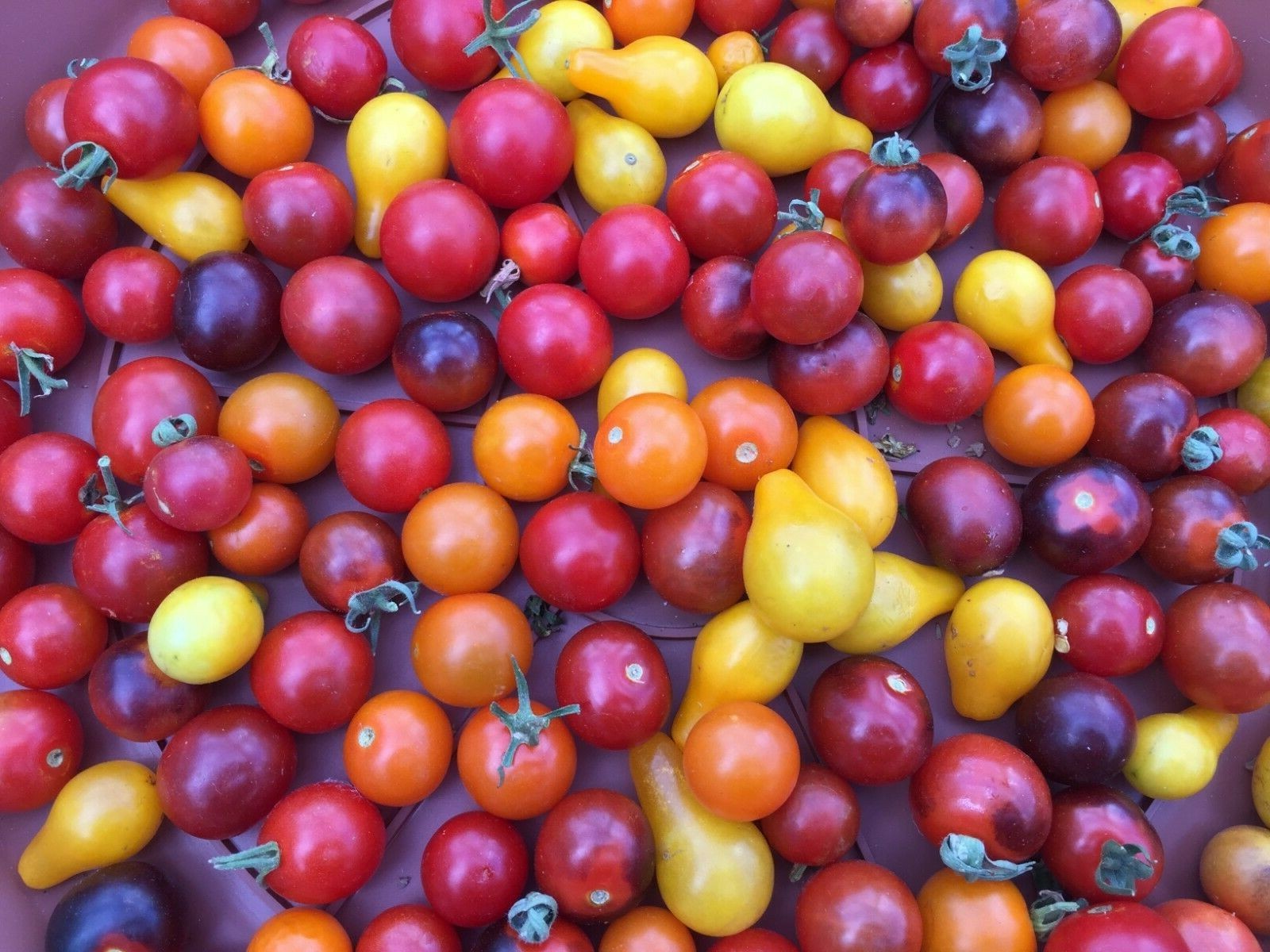 100 seeds Mix Cherry Tomato Orange Sungold, Blue Berries, Yellow Pear, Red +gift