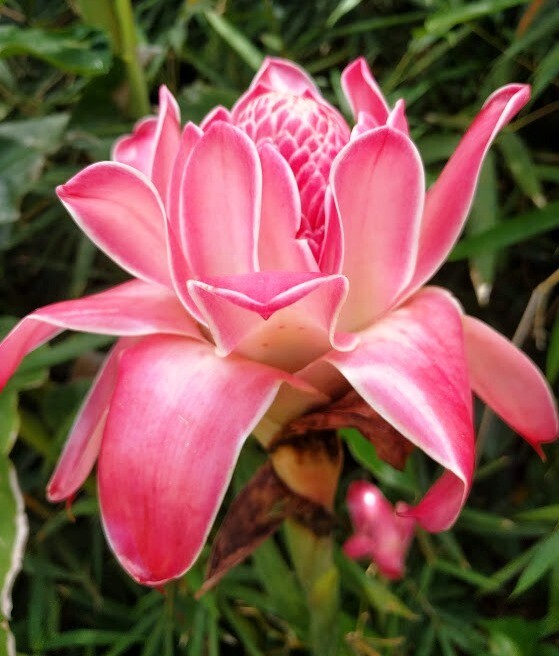 PINK TORCH GINGER ETLINGERA LIVE RHIZOME TROPICAL