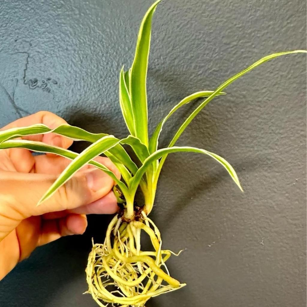 Chlorophytum Spider Reverse Rooted Starter House Plants BUY 2 GET 1 FREE
