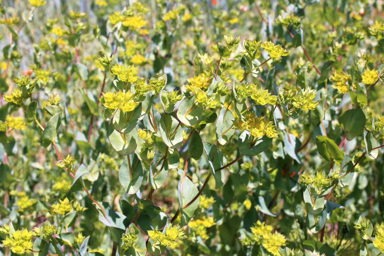 100 GREEN GOLD BUPLEURUM Griffithii Rotundifolium Hares Thoroughwax Flower Seeds