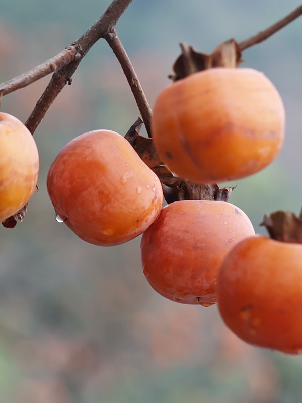 20 stratified seeds of American Persimmon