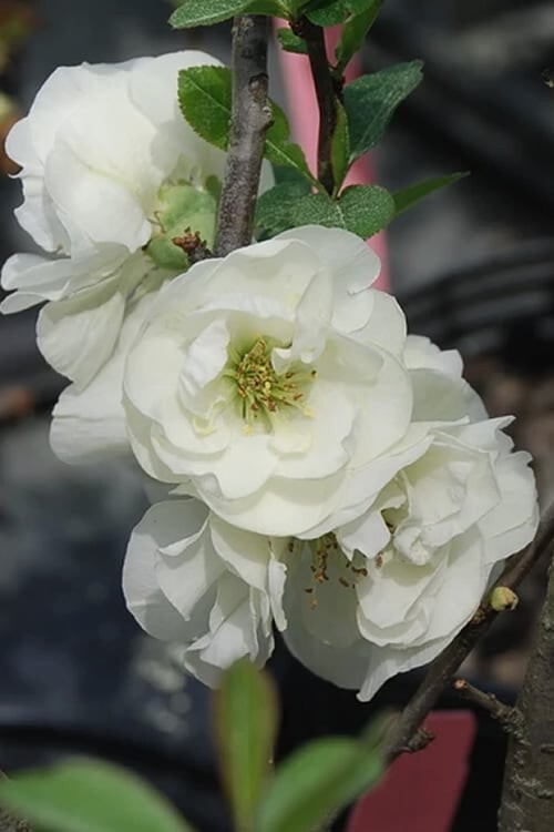 O Yashima Double Flowering White Quince – 2.5 Gallon Pot