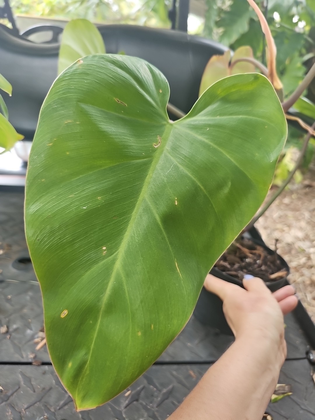 Large Matured Rooted Top Cutting Philodendron Green Emerald Live Plant