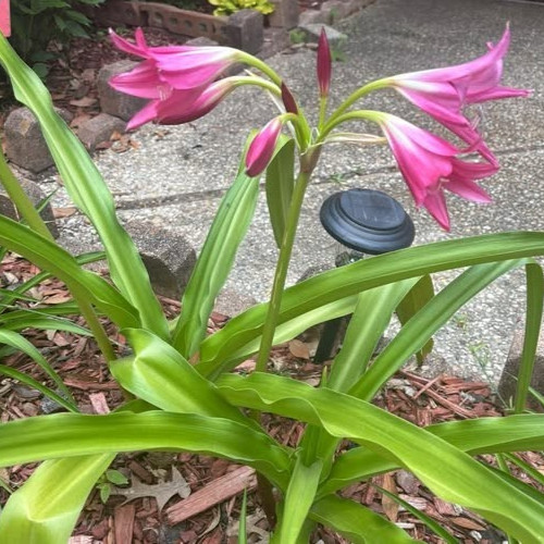 Crinum Lily Ellen Bonsanquet Nice 1 Healthy Extra Large Bulb
