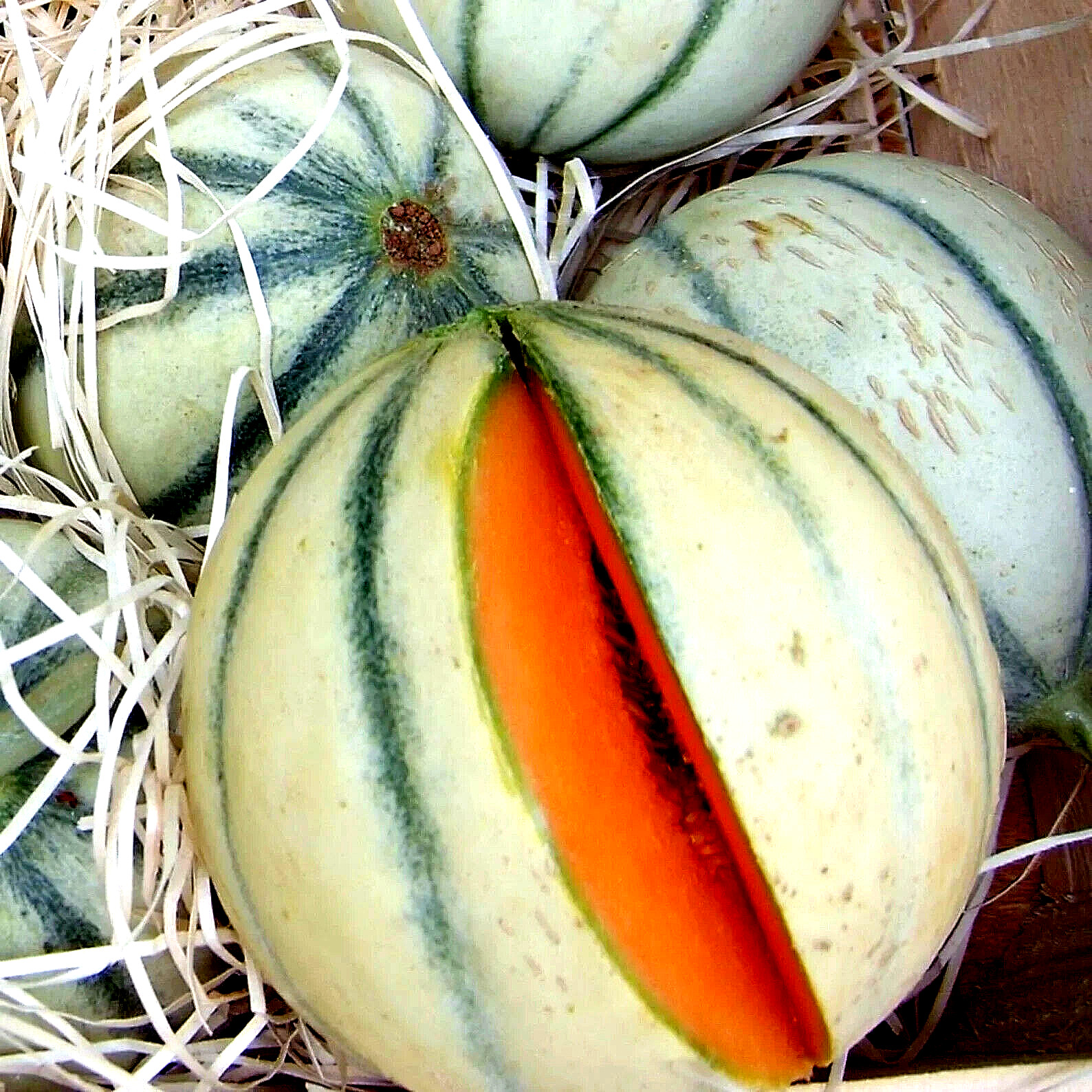 CHARENTAIS MELON FRUIT RARE FRENCH CANTALOUPE SWEET HEIRLOOM NON-GMO 20+ SEEDS