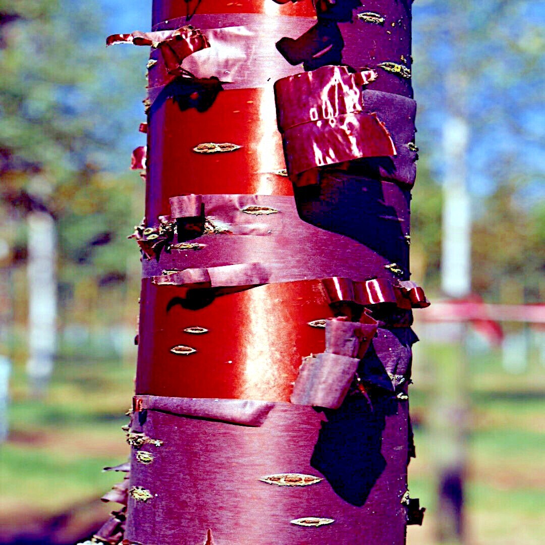 500 – 1,000 Tibetan Paper Birchbark Cherry Tree Seeds Prunus serrula Shiny Bark