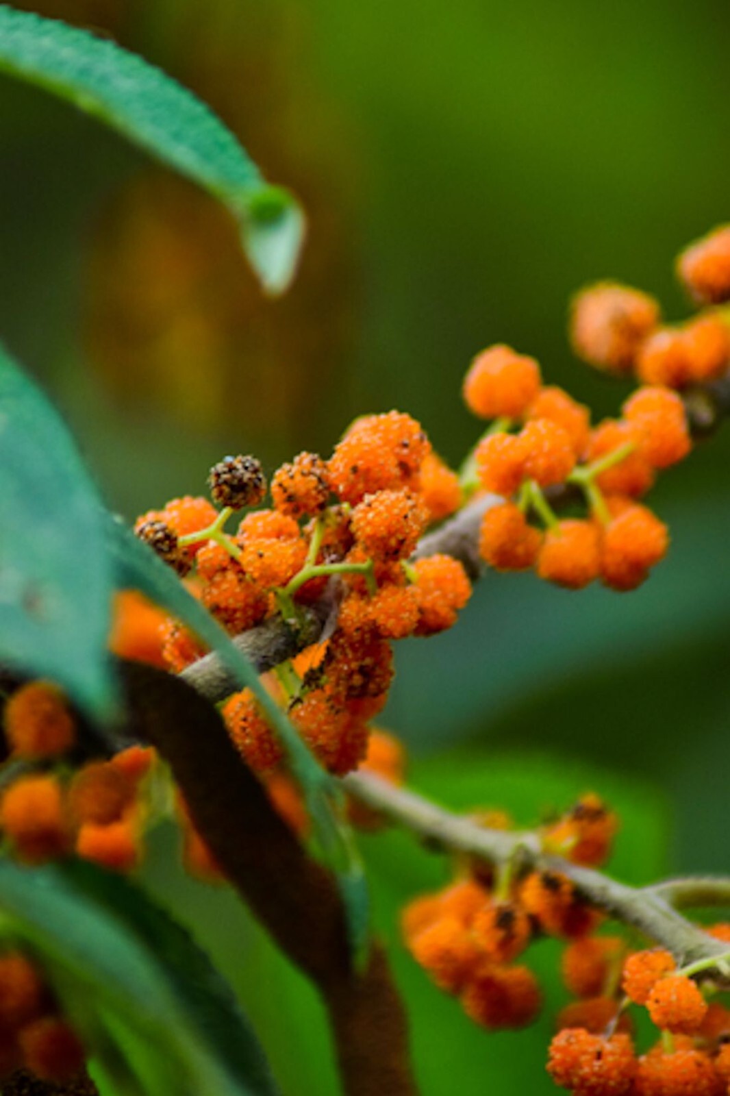 20 seeds- Debregeasia longifolia – Orange Wild Rhea Tree –See Description Below