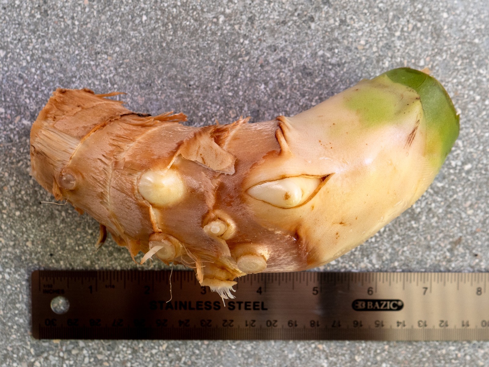 White Torch Ginger Rhizome (Etlingera Elatior) Tropical Flower Outdoor Plant