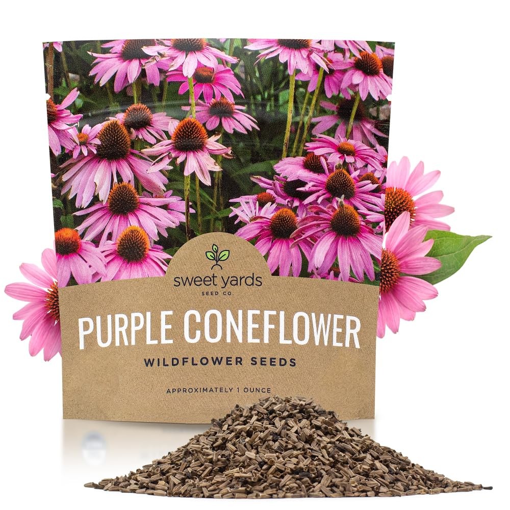 Purple Coneflower Seeds – Extra Large Packet – Over 1 Ounce Pouch,