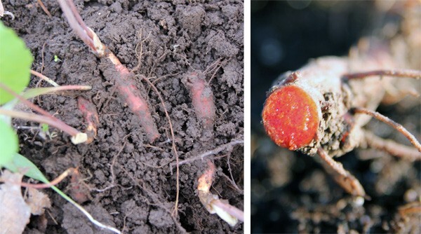 20 Fresh Bloodroot Bare Root Rhizomes – XL Spring 2026 Harvest – Sanguinaria
