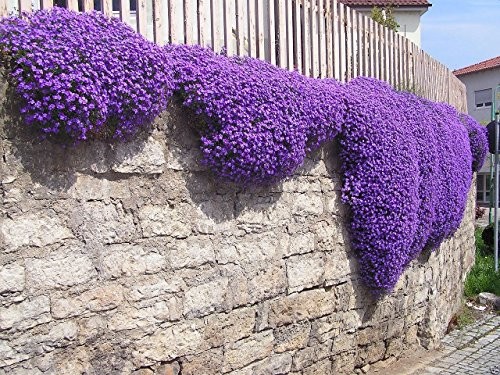 250 Aubrieta Seeds Cascade Purple Flower Plant Seed Set Brown Gardening