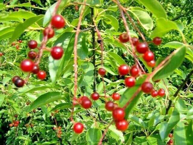 20 WILD BLACK CHERRY SEEDS – Prunus Serotina