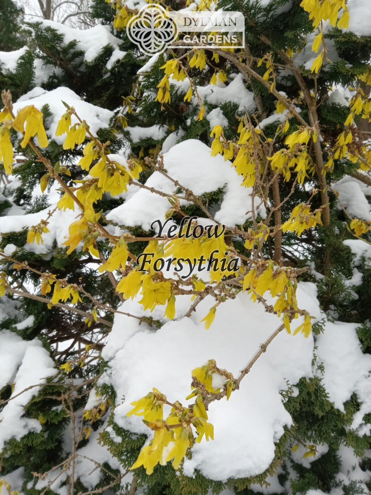 Forsythia Plant (Forsythia x intermedia) – Yellow Spring Blooms – Multiple Sizes