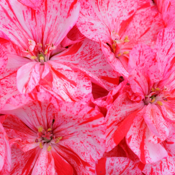 100+ Geranium Seeds – Ruby Majesty – Fragrant – Fresh Flower Seeds Non GMO