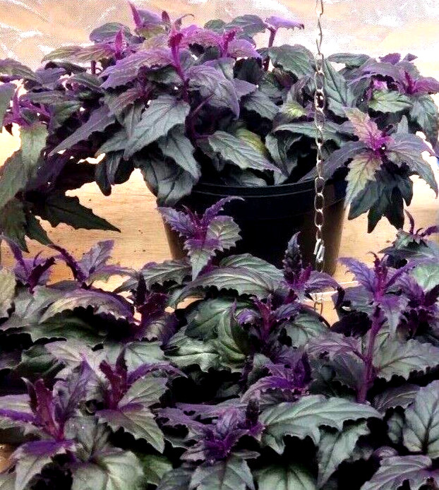 RARE !! Purple Passion plant (Gynura Aurantiaca) purple velvet LIVE plant 4″ POT